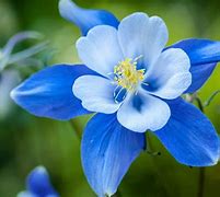 Image result for All Blue Flowers