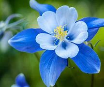 Image result for Plants with Blue Leaves