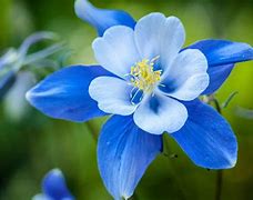 Image result for Beautiful Bright Blue Flowers
