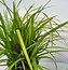 Image result for Carex morrowii Irish Green