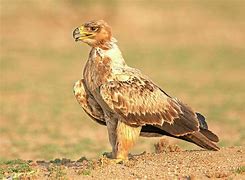 Image result for Aquila rapax