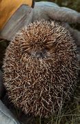 Image result for Hedgehog Curled Up Position