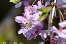 Prunus subhirtella Pendula Rosea 的图像结果