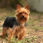 Image result for Unique Small Dogs