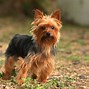 Image result for Unique Small Dog Breeds