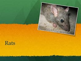 Image result for Rat Rabbit Bat