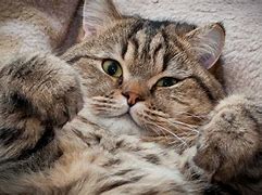 Image result for Funny Cat Screensavers Free
