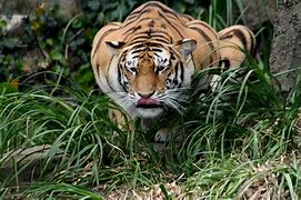 Image result for Animals Attacked by Tiger