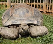 Image result for Biggest Turtle Ever
