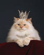 Image result for Cat with Crown Meme