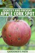 Image result for Internal Cork of Apple