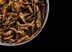 Image result for Dried Insects to Eat