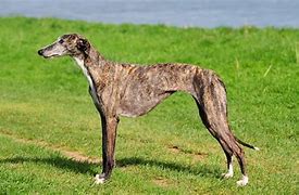Image result for galgo