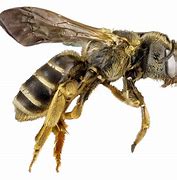 Image result for FaceTime Bee