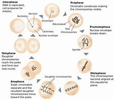 Image result for Mitosis and Meiosis Process