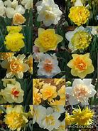 Image result for Narcissus Classic Garden