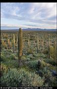 Image result for Cactus Forest