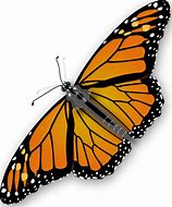 Image result for Free Butterfly Vector Clip Art