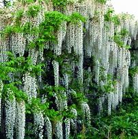 Image result for Wisteria flor. Longissima Alba