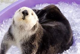 Image result for On the Internet No Body Knows You Are Otter