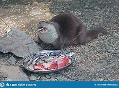 Image result for Otter Meat