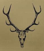 Image result for Clean Deer Skull Jaw