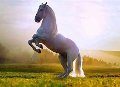 Image result for Beautiful Horses White Horse Backgrounds