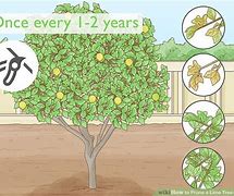 Image result for Pruning Lime Tree After Frost