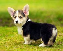 Image result for Cute Dogs Corgi