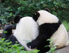 Image result for Panda Bear Hug