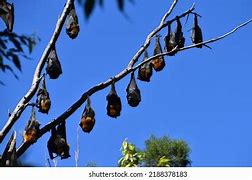 Image result for Hanging Bat PNG