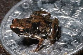 Image result for World's Smallest Frog