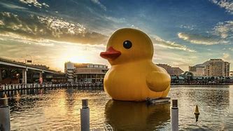 Image result for Cool Rubber Ducky