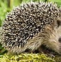 Image result for Wildlife Food Chain