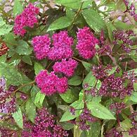 Image result for Spiraea japonica DOUBLE PLAY RED