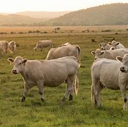 Image result for Animal Agriculture