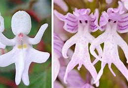 Image result for Weirdest Flowers