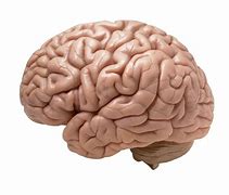 Image result for Very Small Brain