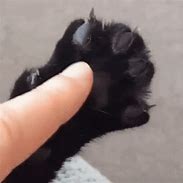 Image result for Cat Claws Coming Out