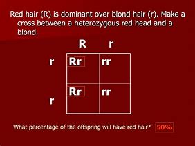 Image result for Homozygous Hair