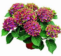 Image result for Hydrangea macrophylla Schloss Wackerbarth