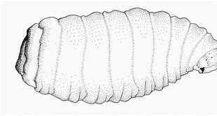 Image result for Maggot Drawing