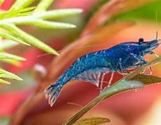 Image result for Blue Freshwater Shrimp