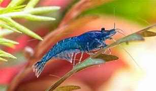 Image result for Shrimp in Aquarium