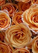 Image result for Rose Gold Roses Background