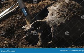 Image result for Real Skull in Dirt