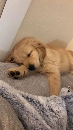 Brought home my new baby yesterday. My first time raising a puppy. I’m in love and he is so fun to play with and take care of. : goldenretrievers