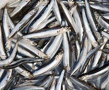 Image result for anchova