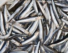 Image result for anchoa