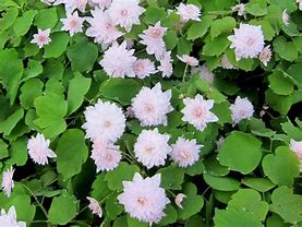 Image result for Anemonella thalictroides Cameo